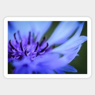 Cornflower Sticker